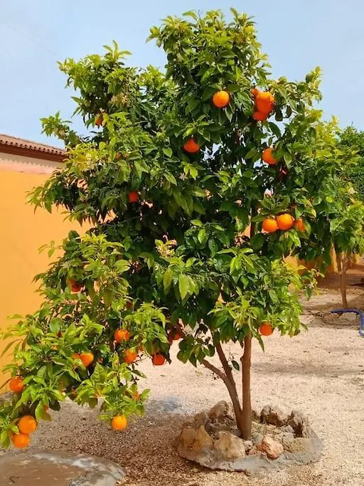 Los Delfines Chiclana de la Frontera Holiday home